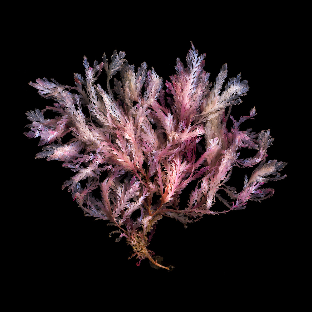 Greg Elms, Plocamium dilatatum - pink, 2019, Ed 10, archival inkjet print, 94 x 94 cm framed $2200